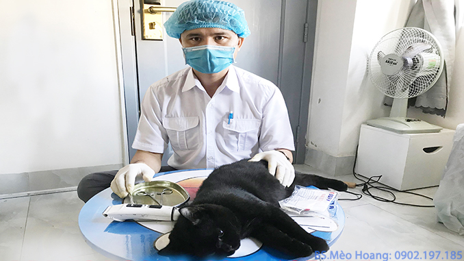Thiến mèo đực tại nhà giá bao nhiêu tại nhà ở TP Hồ Chí Minh